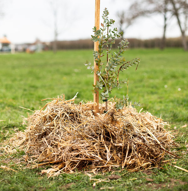 Permaculture, plantation
