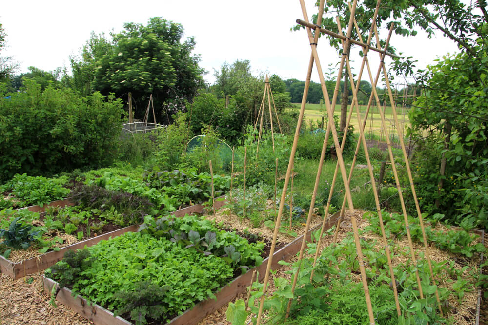 Jardin en permaculture